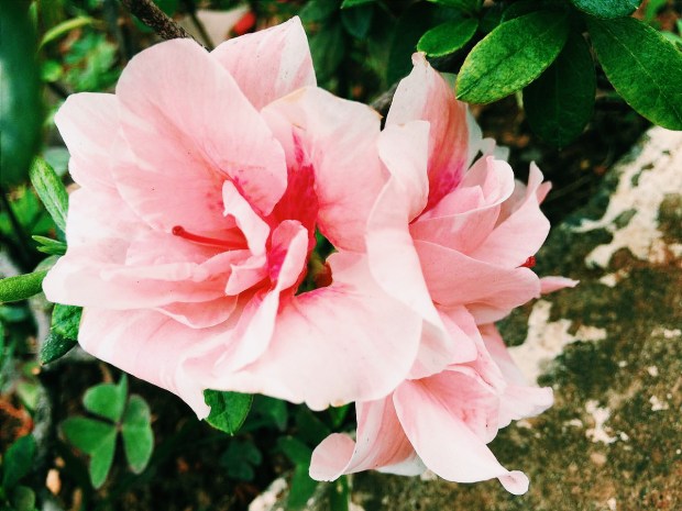 Processed with VSCO with c1 preset