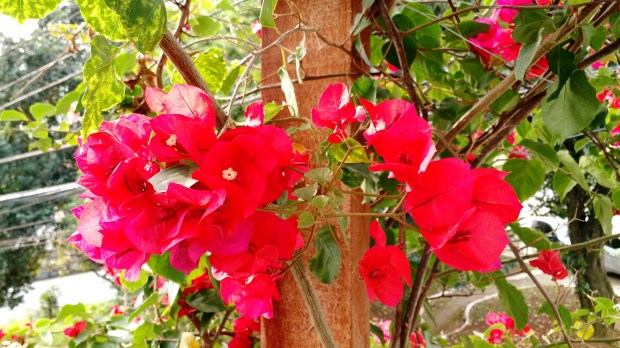 a-beleza-da-natureza-2