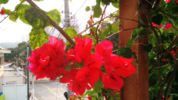 a-beleza-da-natureza-3