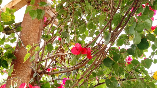 a-beleza-da-natureza-5