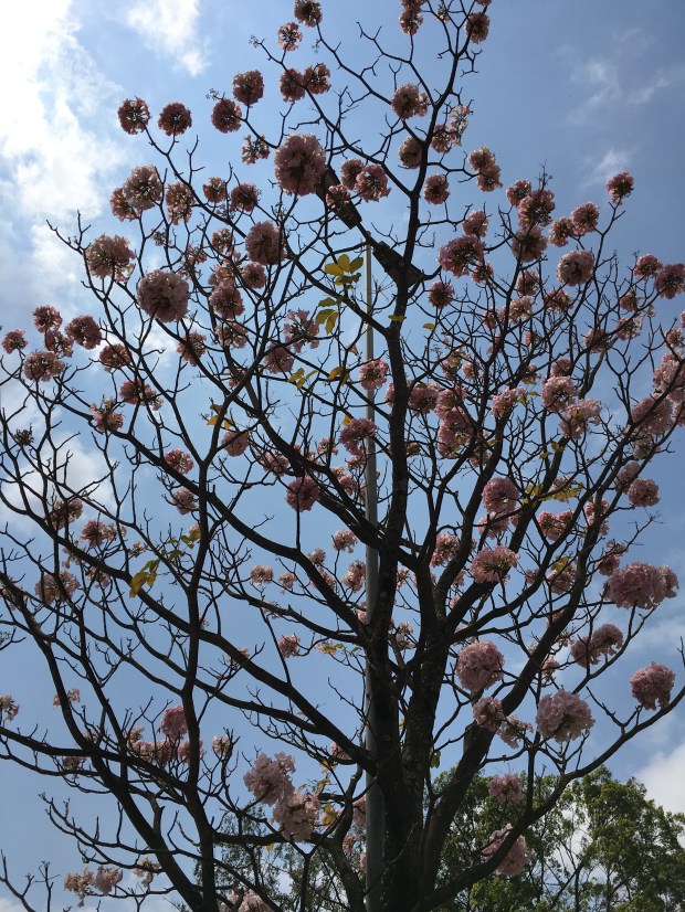 blog-senhorita-deise-olá-primavera-2