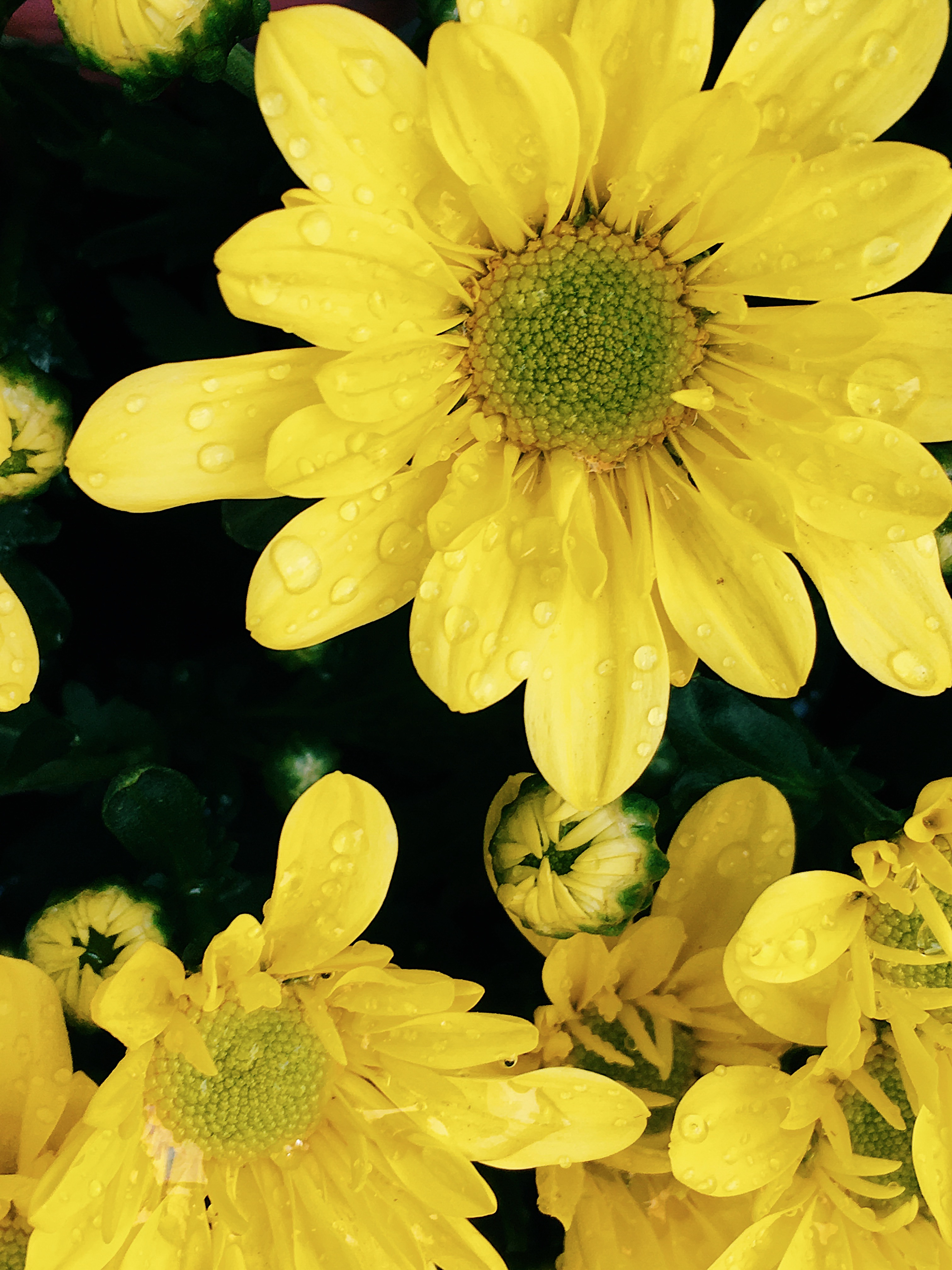 Processed with VSCO with c3 preset