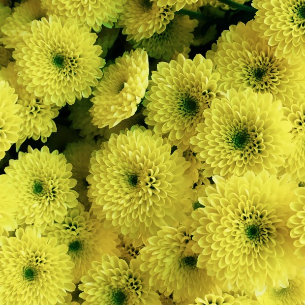 Processed with VSCO with c3 preset