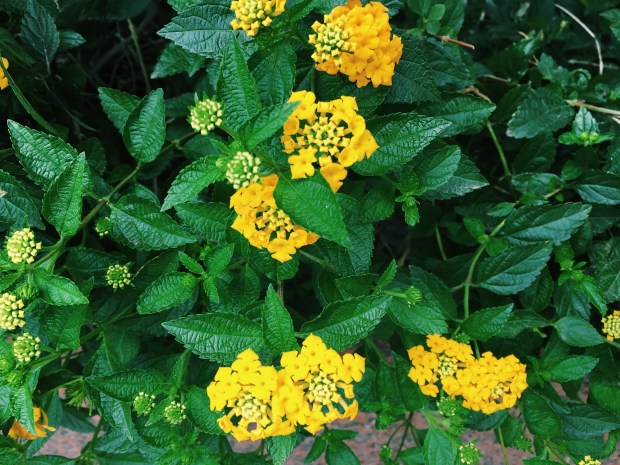 Processed with VSCO with c1 preset