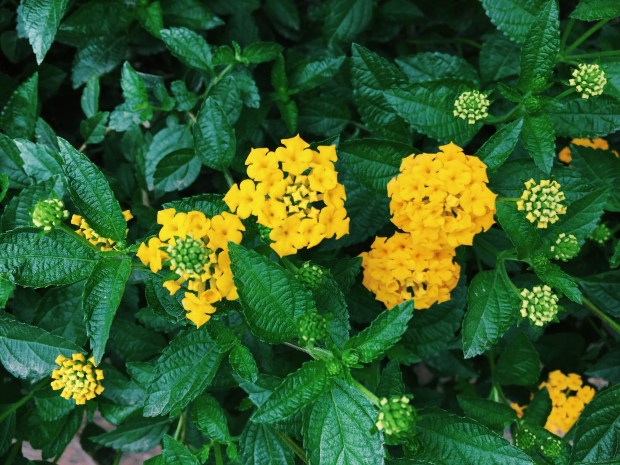 Processed with VSCO with c1 preset