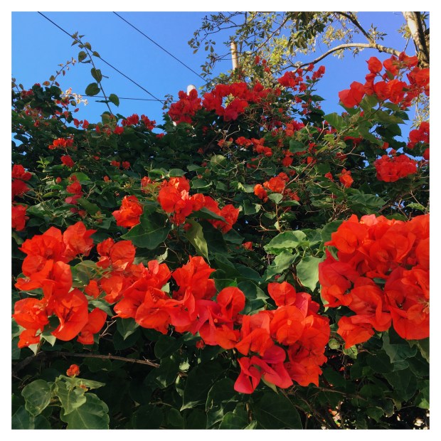 blog-senhorita-deise-ola-primavera-3